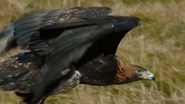 Super Powered Eagles (2020)