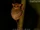 Horsfield's Tarsier
