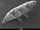 Tardigrade