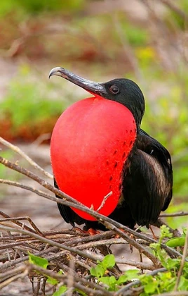 Frigatebird