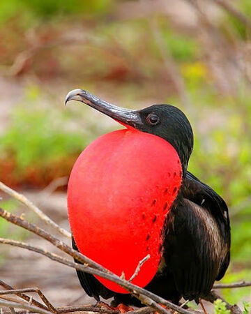 Magnificent Frigatebird Naturerules1 Wiki Fandom