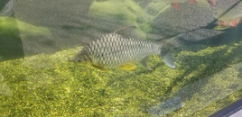 Golden Belly Barb