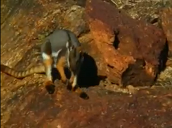 Black-flanked Rock Wallaby, NatureRules1 Wiki