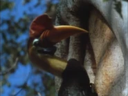 Really Wild Animals (1993-1998)