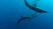 The Blue Planet (2001)