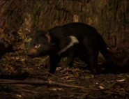 The Crocodile Hunter (1996-2004)