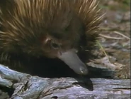 The Nature of Sex (1993)