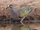Common Bronzewing