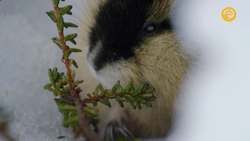 Norway Lemming, Wild Kratts Wiki