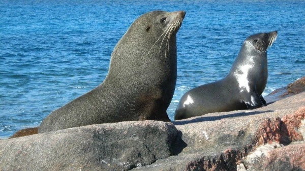New Zealand Fur Seal | NatureRules1 Wiki | Fandom