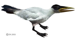 Ichthyornis
