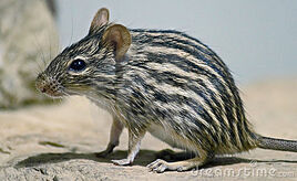 Striped-grass-mouse-2-21135594