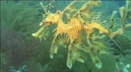Underwater Trip (2007)