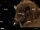 Underwood's Long-tongued Bat