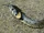 Grass Snake