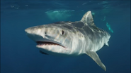 Wild Hawaii (2014)