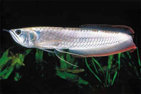 Silver arowana cheap