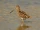 Common Snipe