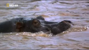 Africa's Blood River (2013)