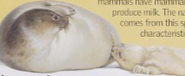 Back to Basics Mammals Harp Seal