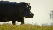 Big Beasts (2023)