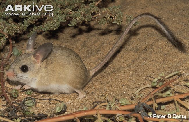 Hopping mouse 2024