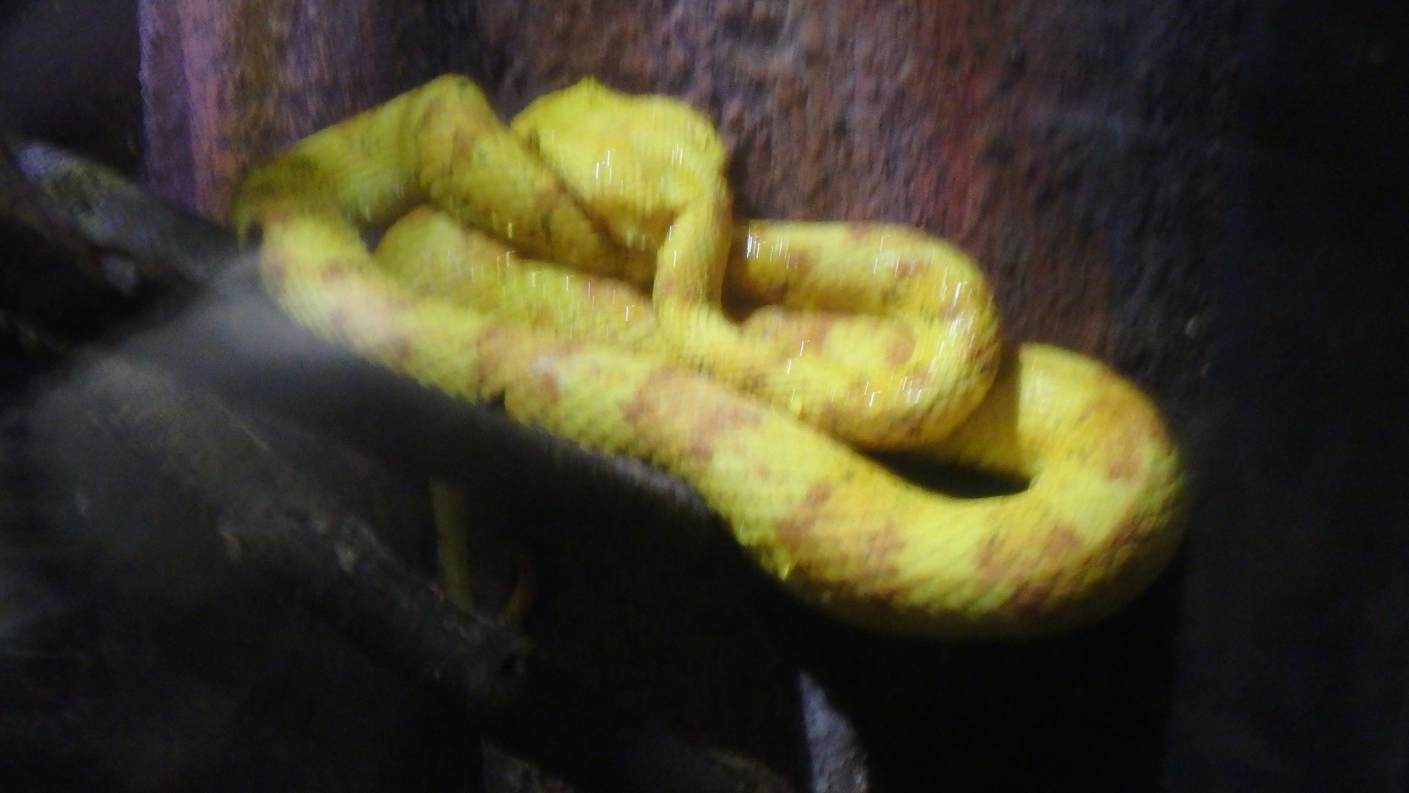 Hairy bush viper (Atheris hispida) Stock Photo