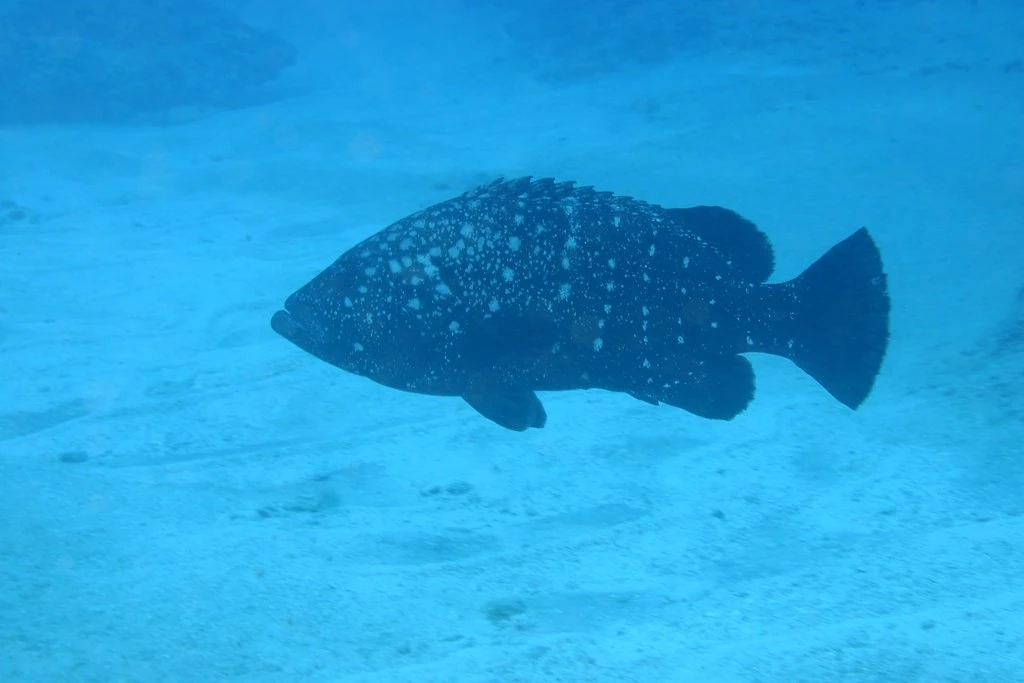 Hawaiian Grouper | NatureRules1 Wiki | Fandom