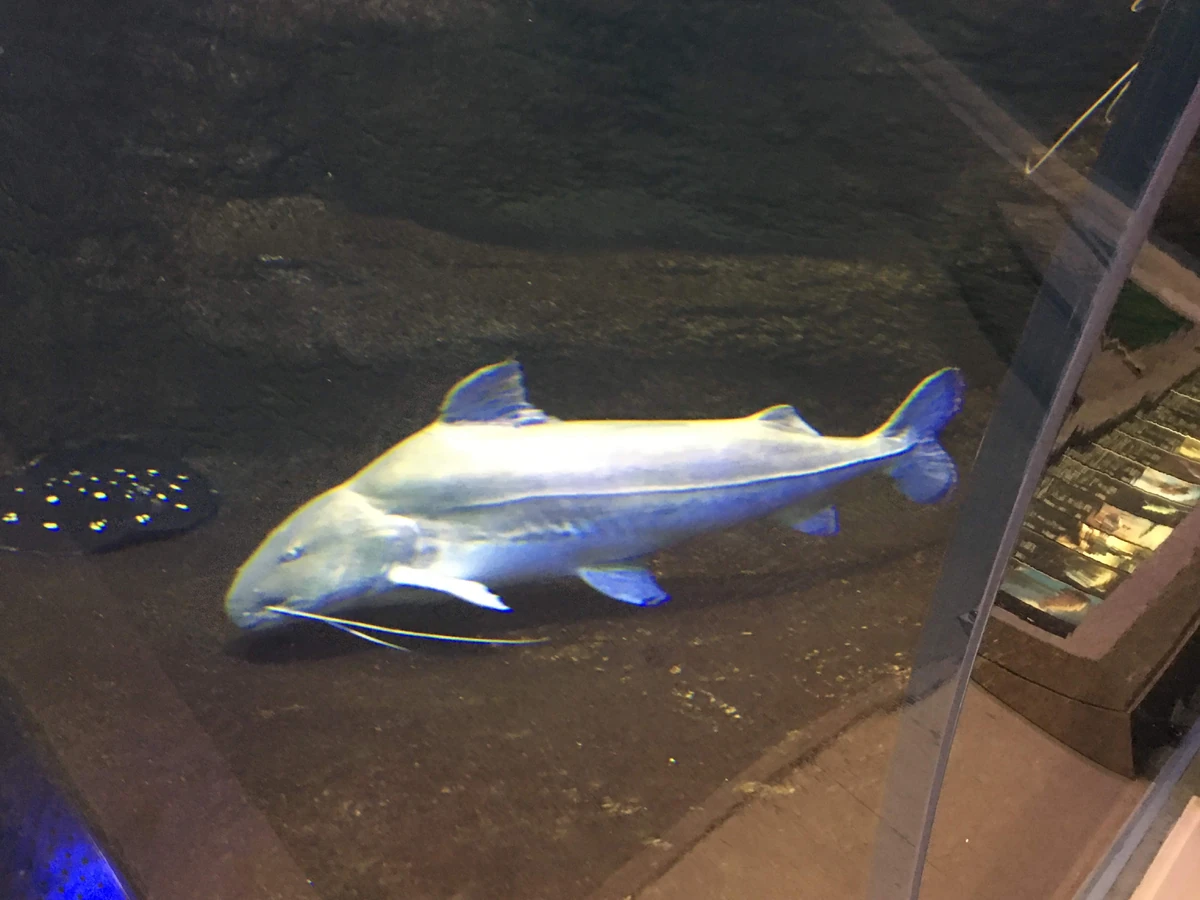 Piraiba Catfish NatureRules1 Wiki Fandom