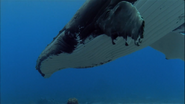 Planet Earth (2006)
