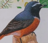 Common Redstart | NatureRules1 Wiki | Fandom