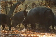 The Millenium Oak (1999)