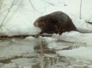 Wild Guess (1988)