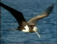 Atlantic Realm (1989)