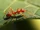Red Fire Ant