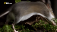 Killer Shrew (2014)