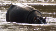 Nature's Deadliest (2009)