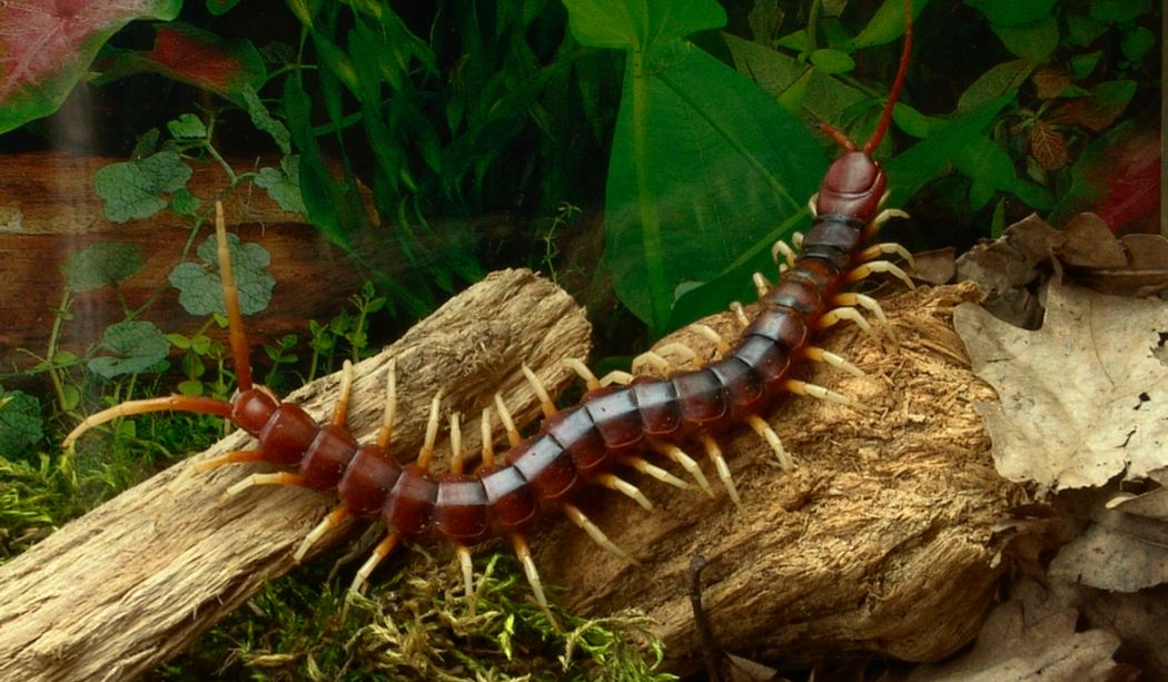 giant centipede information