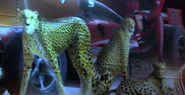 Turbo (2013)
