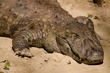 Broad-snouted Caiman | NatureRules1 Wiki | Fandom