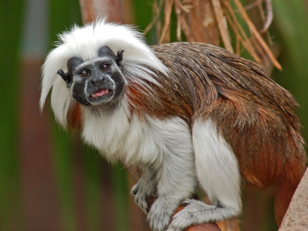 Cotton-top Tamarin