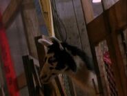 Air Bud: Golden Receiver (1998)
