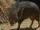 Chacoan Peccary