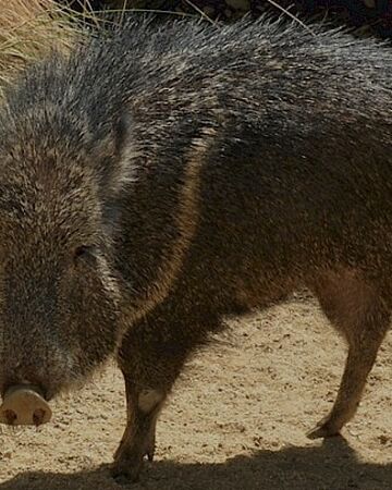 Chacoan Peccary Naturerules1 Wiki Fandom