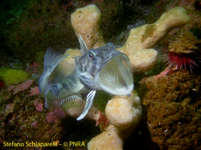 crocodile icefish