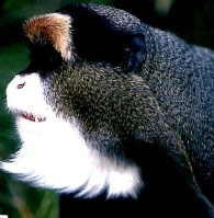 ♡monkeyページ♡ Monkey See Monkey Do - 9 Story Media Group