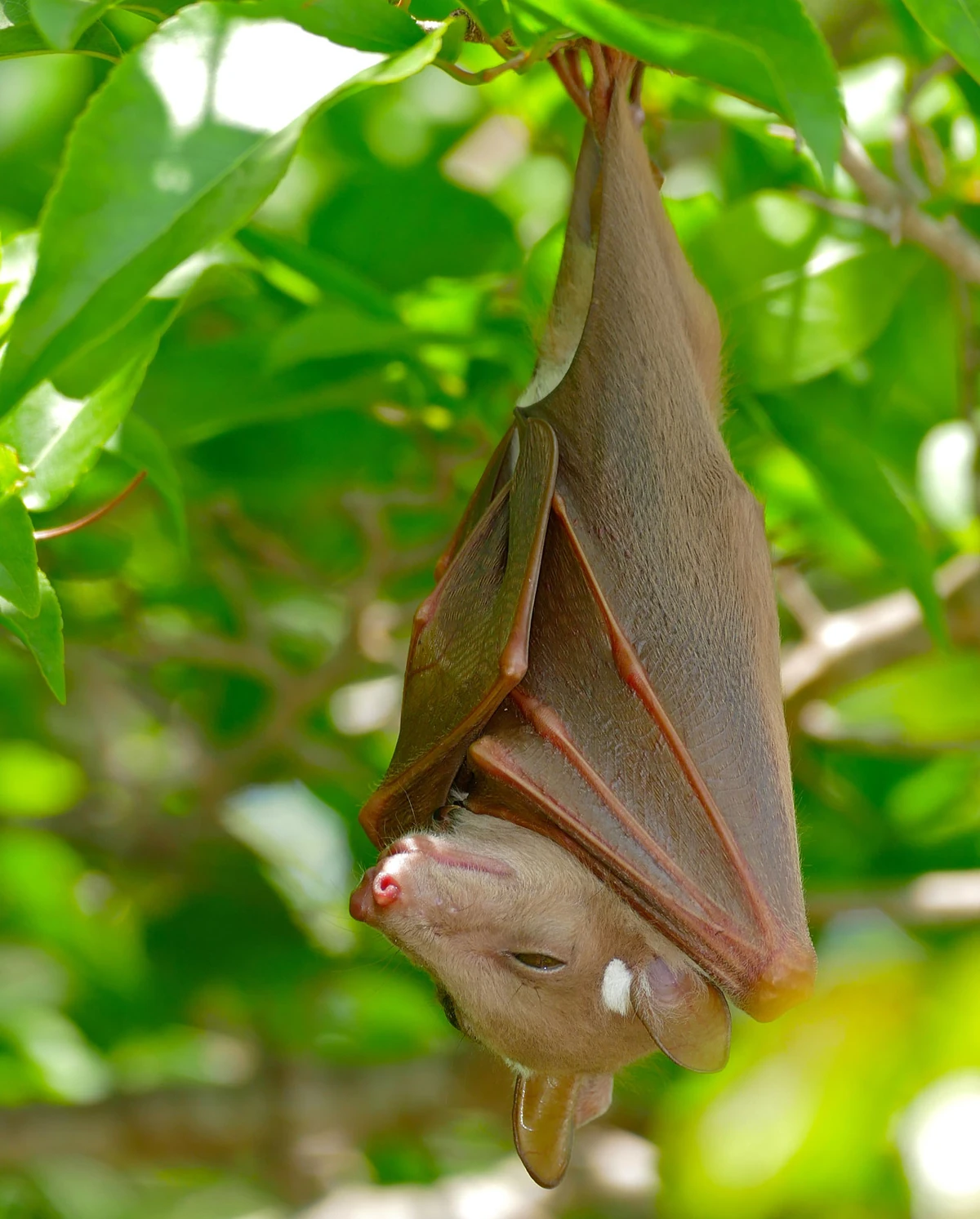 Wahlberg's Epauletted Fruit Bat | NatureRules1 Wiki | Fandom