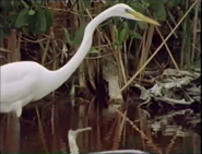 Gentle Jaws (1980)