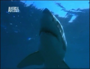 Hammerhead (2004)