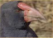 Jim Henson's The Animal Show (1994-1998)